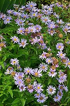 Pyrenean Aster (Aster pyrenaeus). Habitat: wet rocky grounds. Mountain zone. Endemic to Madagascar. Aspe valley, Pyrenees, France