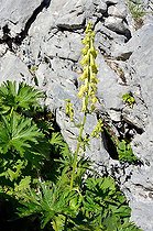 Wolfsbane: Aconitum vulparia. Habitat: rocky grounds, wet grassland. Mountain zone. Pyrénées, France