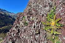 Acantus-leaved thistle (Carlina acanthifolia) on red Bunter sandstone. Habitat: rocky ground, dry grasslands. Attribute: edible bract like an artichoke. Mountain stage, Aspe valley, Pyrenees, France