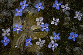 Flowers of Speedwell (Veronica sp) fallen in the water. Highly commanded at GDT contest 2018. 1st place at Montphoto contest 2018.