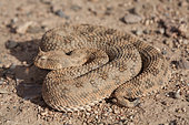 Desert Horned Viper (Cerastes cerastes), Ouarzazate, Morocco