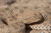 Desert Horned Viper (Cerastes cerastes), Ouarzazate, Morocco