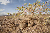 Desert Horned Viper (Cerastes cerastes) in its environment, Ouarzazate, Morocco