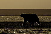 Polar bear (Ursus maritimus) walking on shore against the light, Barter Island, North of the Arctic Circle, Alaska.