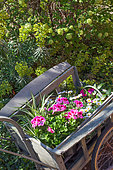 Pelargonium plants (Pelargonium grandiflorum) in a cart, Vegetable garden, Provence, France