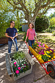 Young woman and young man pushing a cart and a wheelbarrow with flowers in pots: Pelargonium with large flowers (Pelargonium grandiflorum), Tickseed (Coreopsis sp), Chamomile (Anthemis sp) in the garden, Provence, France