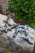 Collection of old faucets and hydrangeas in the garden, Provence, France