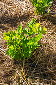 Celery plants (Apium graveolens) and grass mulch, Vegetable garden, Provence, France