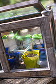Morning glory (Ipomoea sp) Seedlings, Vegetable Garden, Provence, France