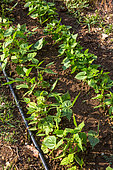 Bean seedlings, Vegetable garden, Provence, France