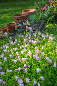 Evening primerose (Oenothera sp) bed in garden, Provence, France