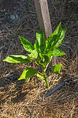 Pepper Plant, Vegetable Garden, Provence, France