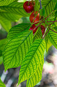 Cherry tree with chlorosis, Garden, Provence, France