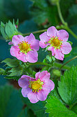 Strawberry Blossom Flowers, Vegetable Garden, Provence, France