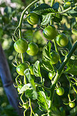 Cherry tomato 'Sweet', Provence, France