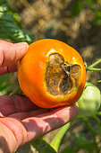 Tomato 'Saint Pierre' with Blossom end rot, vegetable garden, Provence, France