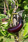 Eggplant normal long, Vegetable garden, Provence, France