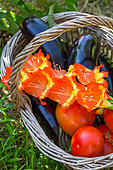 Eggplant, Tomatoes and flowers of gladiolus, Vegetable garden, Provence, France