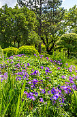 Geranium (Geranium sp) flowers, Eric Borja Zen Garden, Beaumont-Monteux, Drome, France