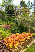 Coralbell (Heuchera sp) bed, Eric Borja Zen Garden, Beaumont-Monteux, Drome, France