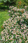 Weigelia (Weigela sp) flowers, Eric Borja Zen Garden, Beaumont-Monteux, Drome, France