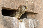 Kestrel (Falco tinnunculus) emerging from its nest in an old sandstone wall, France
