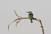 Green bee-eater (Merops orientalis), perched on a branch, Saudi Arabia