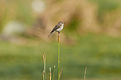 Spotted flycatcher (Muscicapa striata) on reed, Saudi Arabia