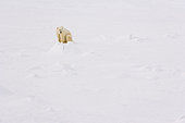 POLAR BEAR (Ursus maritimus), Churchill, Hudson Bay, Manitoba, Canada, America