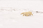 POLAR BEAR (Ursus maritimus), Churchill, Hudson Bay, Manitoba, Canada, America