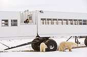POLAR BEAR (Ursus maritimus), Churchill, Hudson Bay, Manitoba, Canada, America
