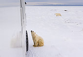 POLAR BEAR (Ursus maritimus), Churchill, Hudson Bay, Manitoba, Canada, America