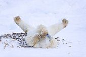 POLAR BEAR (Ursus maritimus), Churchill, Hudson Bay, Manitoba, Canada, America