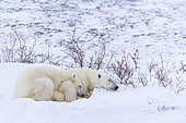 Polar Bear (Ursus maritimus) and young, Churchill, Hudson Bay, Manitoba, Canada, America