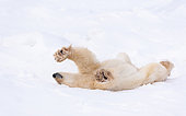 Polar Bear (Ursus maritimus), Churchill, Hudson Bay, Manitoba, Canada, America