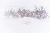 Polar Bear (Ursus maritimus), Churchill, Hudson Bay, Manitoba, Canada, America