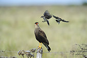 Southern Crested Caracara (Caracara plancus) attacked by two Patagonian mocking birds (Mimus patagonicus), Patagonia, Argentina
