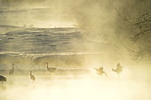 Japanese cranes (Grus japonensis) displaying in the mist early morning Hokkaido, Japan
