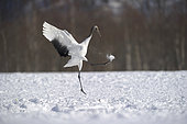 Japanese crane juvenile (Grus japonensis) playing with a snow ball , Hokkaido, Japan