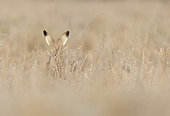 Brown hare (Lepus europaeus) Hare amongst Frozen grass, Aston Clinton, England, Winter
