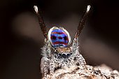 A male Maratus speciosus "peacock jumping spider" performing mating courtship dance for a female spider.