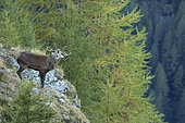 Red Deer (Cervus elaphus) during the slab period, Valais Alps, Switzerland