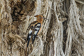 African hoopoe (Upupa epops africana), Kruger National park, South Africa