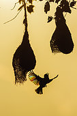Baya Weaver (Ploceus philippinus) in flight and nests, Minneriya national park, Sri Lanka