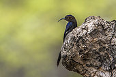 Common Scimitar-bill (Rhinopomastus cyanomelas), Kruger National park, South Africa