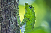 Portrait of Hump-nosed Lizard (Lyriocephalus scutatus)i, Sinharaja forest reserve, Sri Lanka