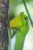 Portrait of Hump-nosed Lizard (Lyriocephalus scutatus)i, Sinharaja forest reserve, Sri Lanka