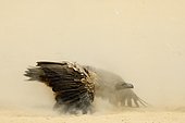 White-backed Vulture (Gyps africanus) standing with wings outstretched covered in dust