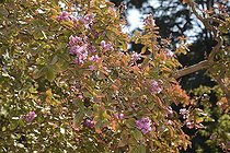 Crapemyrtle (Lagerstroemia indica), National Botanical Garden Viña del Mar, V Valparaiso Region, Chile