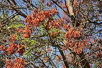 Coral tree (Erythrina sp.), Flowering, National Botanical Garden, Viña del Mar, V Valparaiso Region, Chile